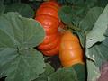 Cucurbita maxima